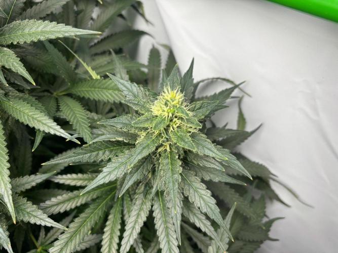 Cheese - The Exodus. Week 12