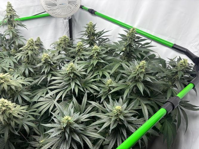 Cheese - The Exodus. Week 12