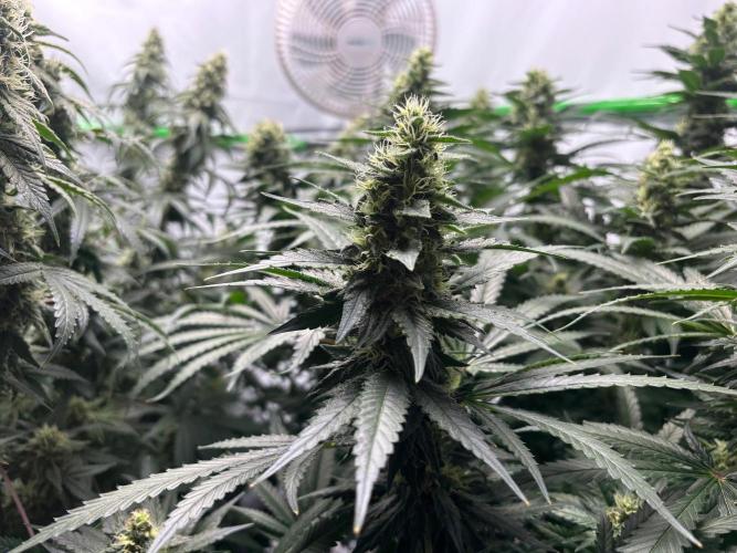 Cheese - The Exodus. Week 12