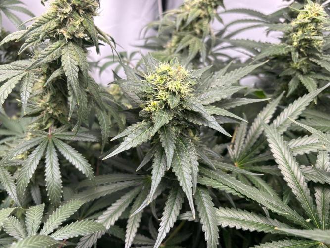 Cheese - The Exodus. Week 12