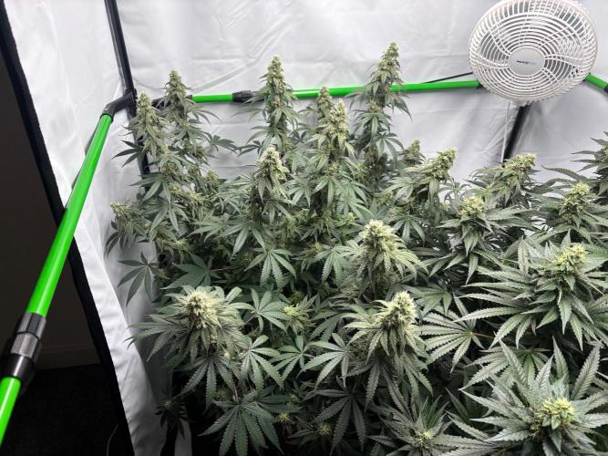 BBM - Tasty Terps. Week 12