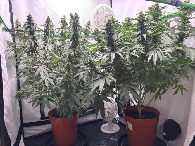 BBM - Tasty Terps. Week 12