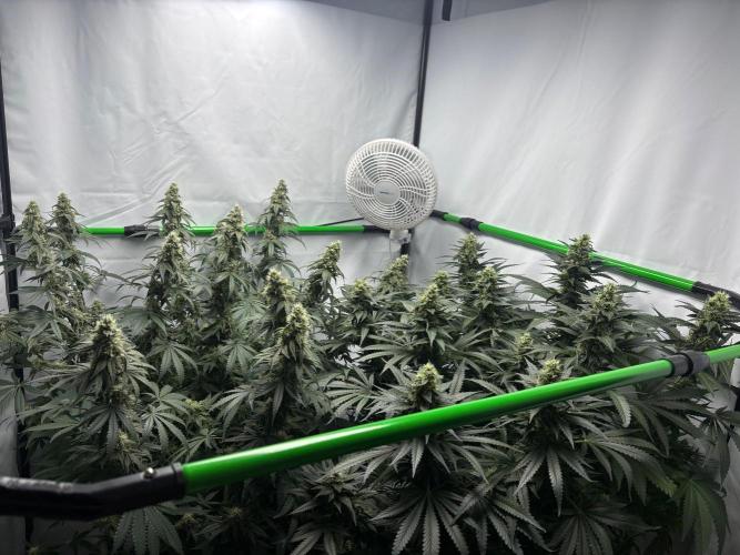 BBM - Tasty Terps. Week 12