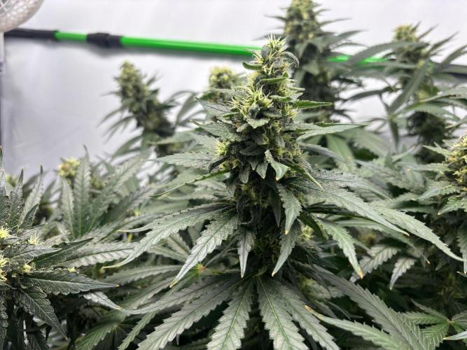 Cheese - The Exodus. Week 13