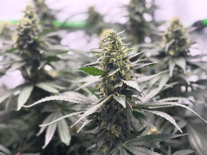 Cheese - The Exodus. Week 13