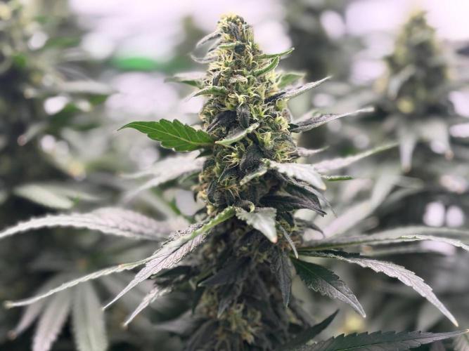 Cheese - The Exodus. Week 13
