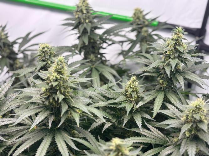 Cheese - The Exodus. Week 13