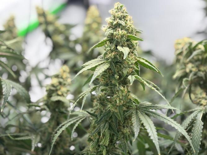 BBM - Tasty Terps. Week 13