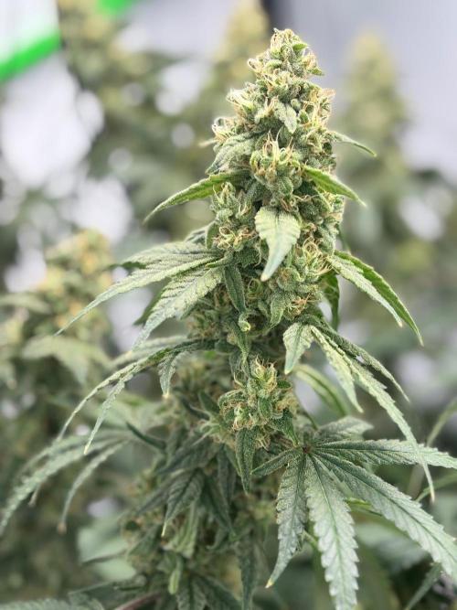BBM - Tasty Terps. Week 13