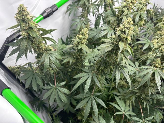 BBM - Tasty Terps. Week 13