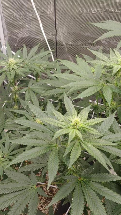 Elev8 Frosty Bananas & Apple Candie