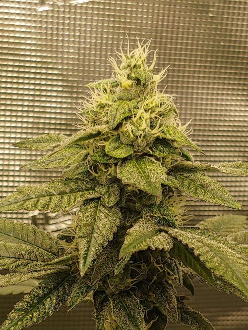 Elev8 Frosty Bananas & Apple Candie. Week 12