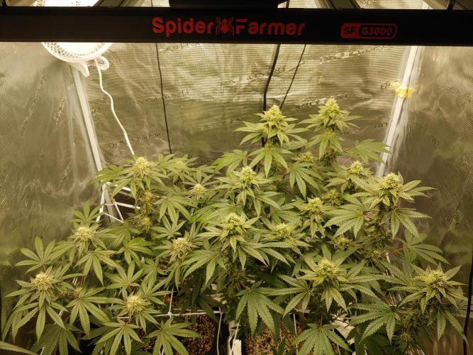 Elev8 Frosty Bananas & Apple Candie. Week 12