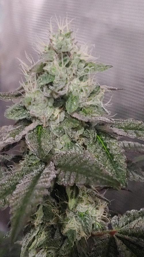 Elev8 Frosty Bananas & Apple Candie. Week 12