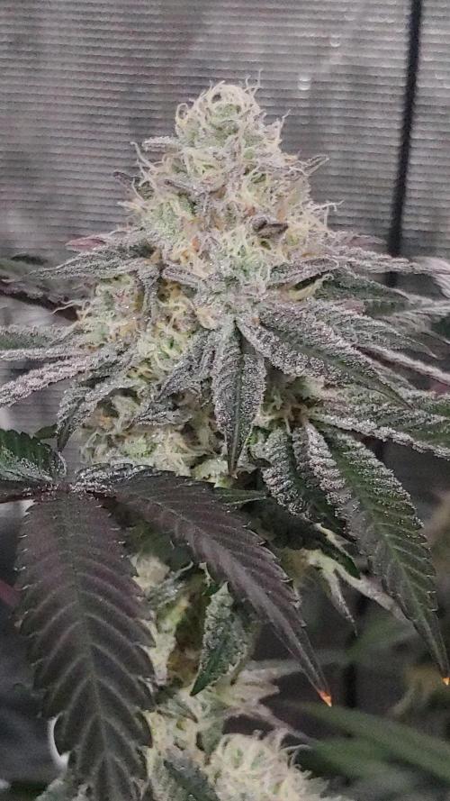 Elev8 Frosty Bananas & Apple Candie. Week 12