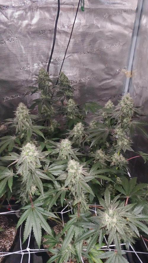 Elev8 Frosty Bananas & Apple Candie. Week 13