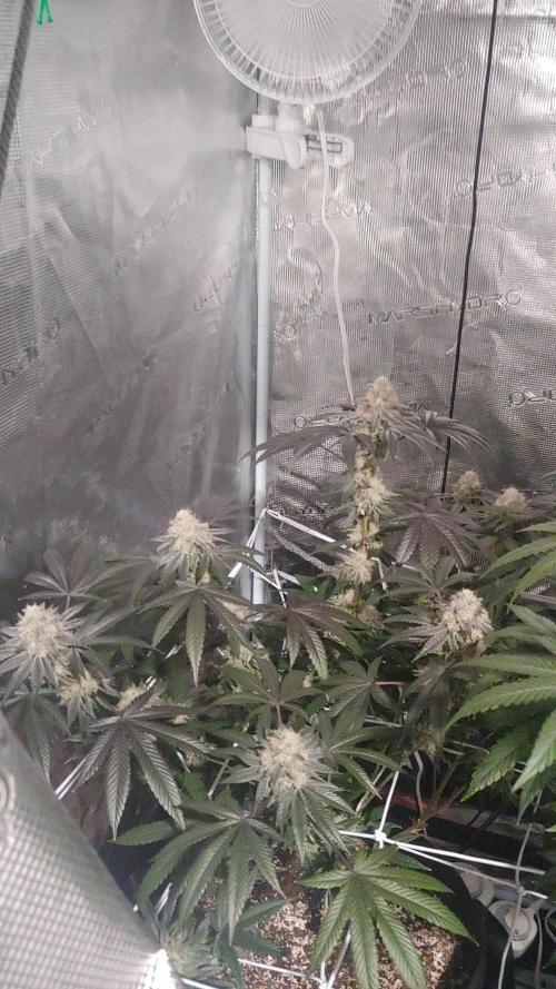 Elev8 Frosty Bananas & Apple Candie. Week 13