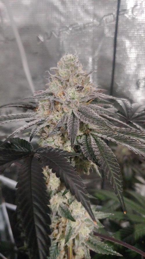 Elev8 Frosty Bananas & Apple Candie. Week 13