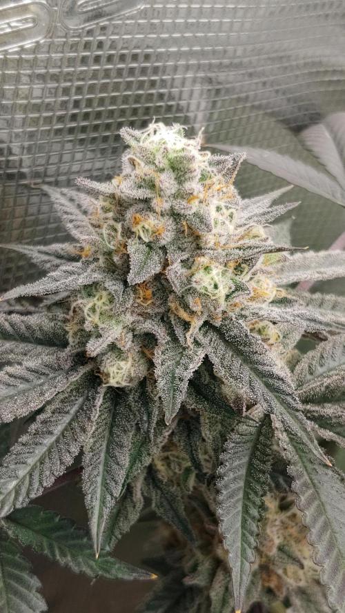 Elev8 Frosty Bananas & Apple Candie. Week 14