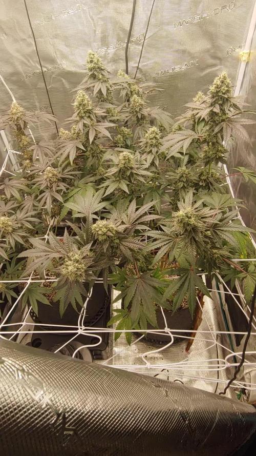 Elev8 Frosty Bananas & Apple Candie