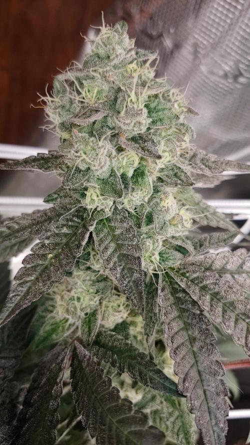 Elev8 Frosty Bananas & Apple Candie. Week 14