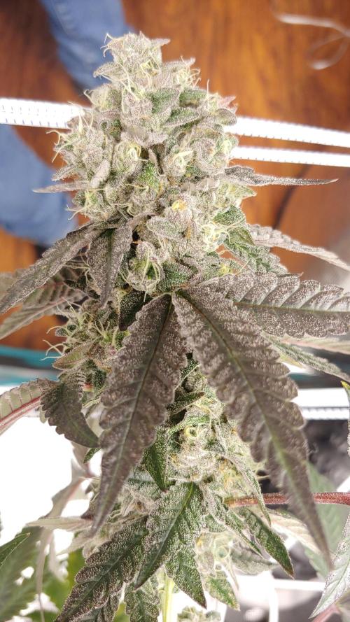 Elev8 Frosty Bananas & Apple Candie. Week 15