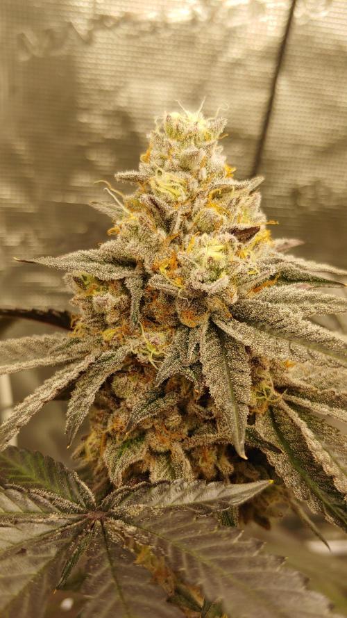 Elev8 Frosty Bananas & Apple Candie. Week 15