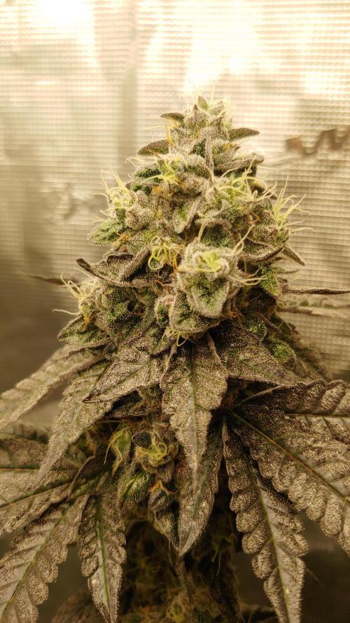 Elev8 Frosty Bananas & Apple Candie. Week 15