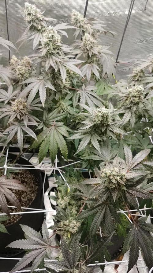 Elev8 Frosty Bananas & Apple Candie