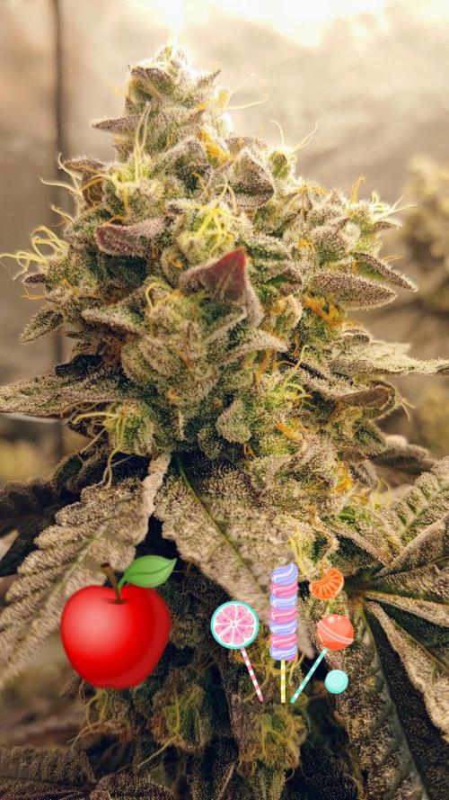 Elev8 Frosty Bananas & Apple Candie. Week 16