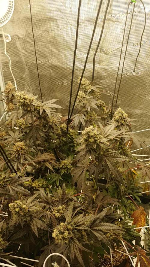 Elev8 Frosty Bananas & Apple Candie