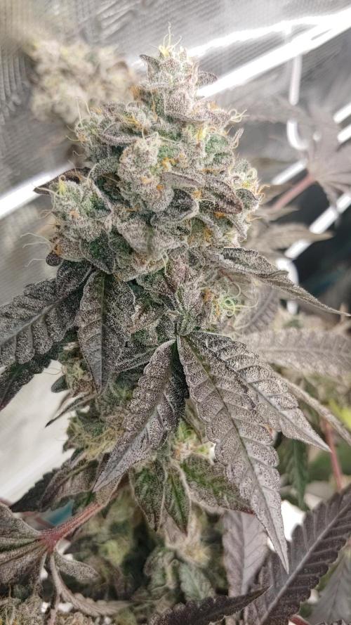 Elev8 Frosty Bananas & Apple Candie. Week 16