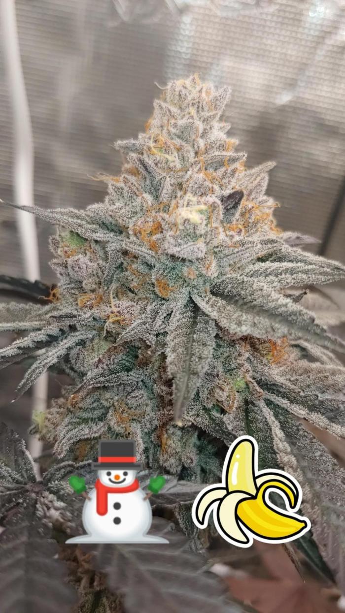 Elev8 Frosty Bananas & Apple Candie. Week 16