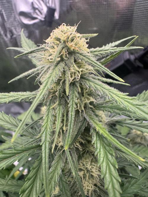 First ever real grow!. Week 5