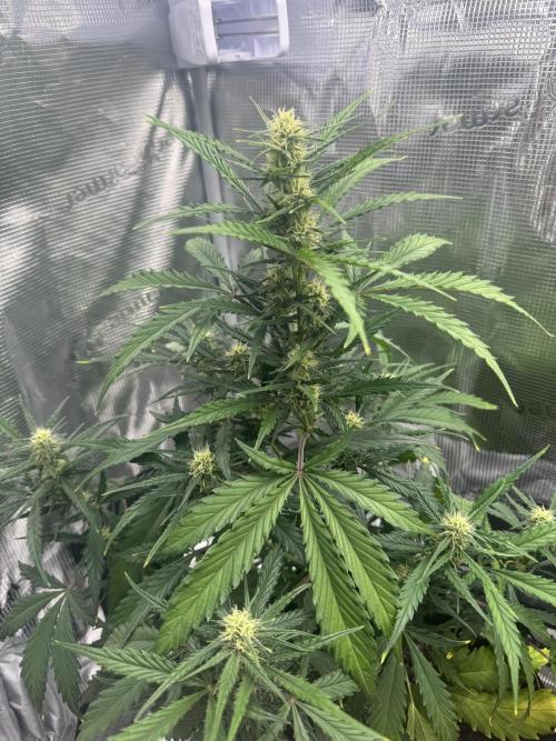 First ever real grow!. Week 5