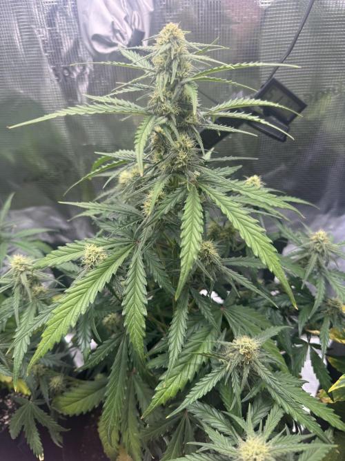 First ever real grow!. Week 5