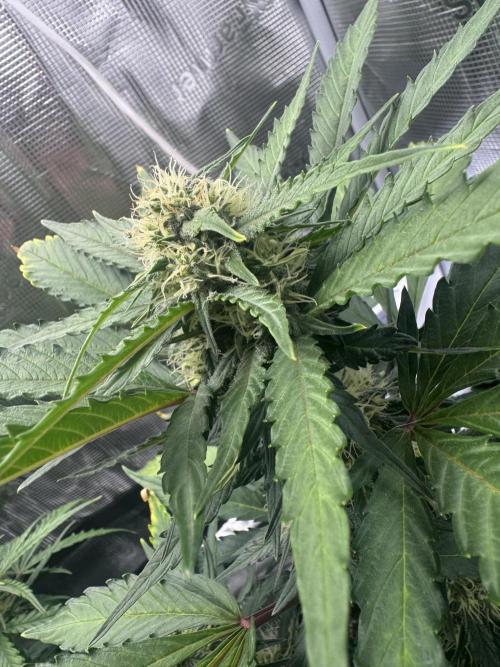 First ever real grow!. Week 5