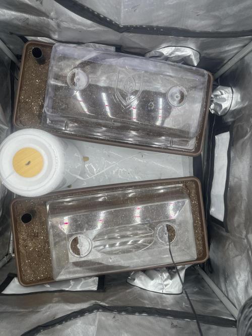 First indoor Auto Grow. Week 0 - Germinated in coco pellets with a seeding mat and in the dark.