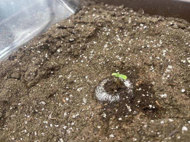 First indoor Auto Grow. Week 0 - Once I saw the tap root I planted the whole pellet in the soil