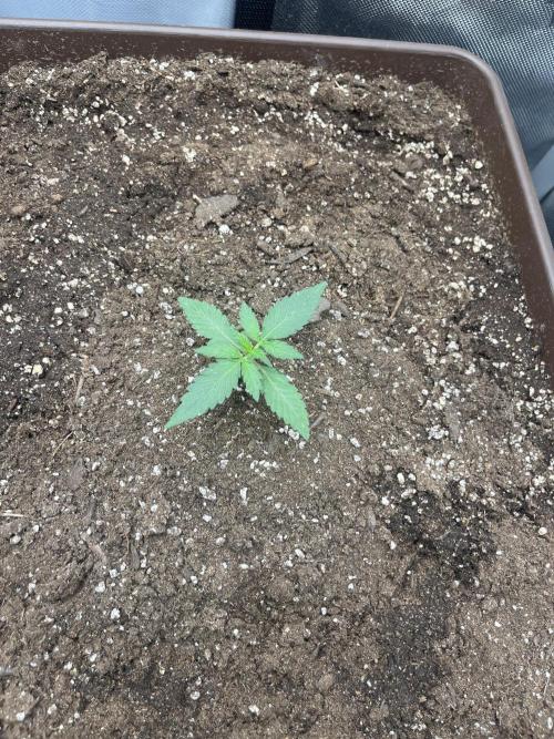 First indoor Auto Grow. Week 1 - Straw guava 1 