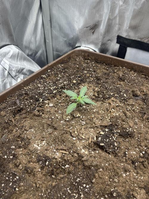 First indoor Auto Grow. Week 1 - Straw guava 2