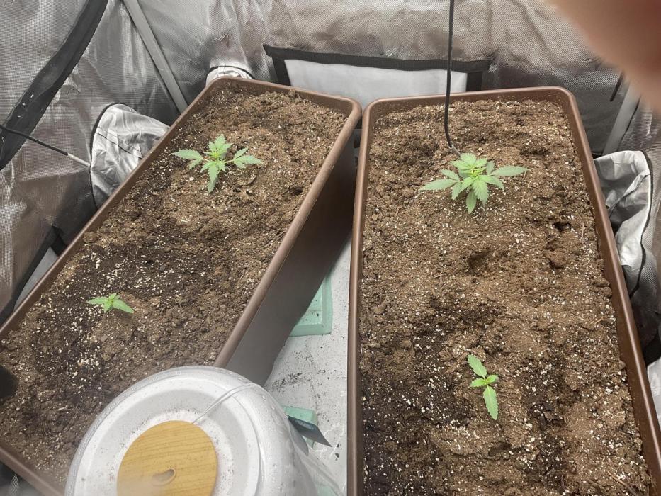 First indoor Auto Grow. Week 2 - straw guava at the top, gummi bears at the bottom. 