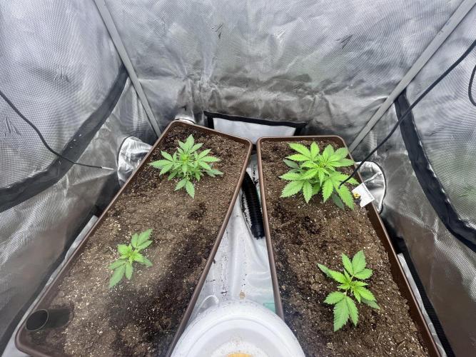 First indoor Auto Grow. Week 3 - The plants on the upper left and right quadrants are the guavas.