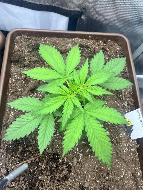 First indoor Auto Grow. Week 3 - Upper right guava 