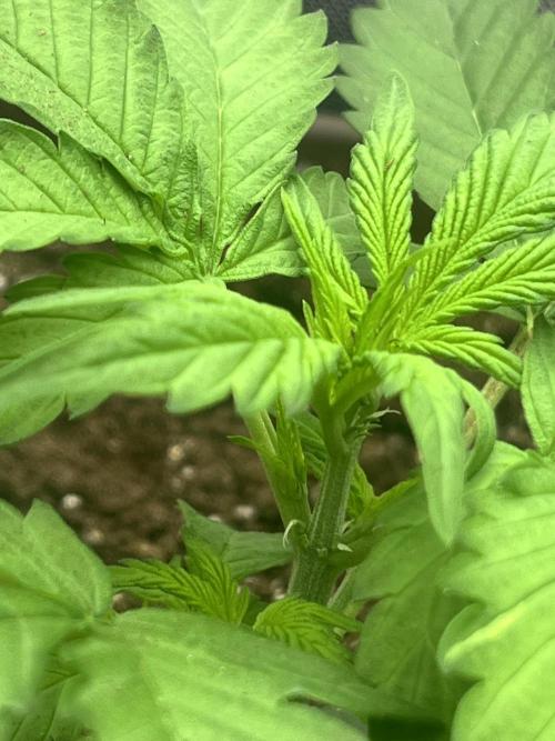 First indoor Auto Grow. Week 3 - Pre flower hairs?