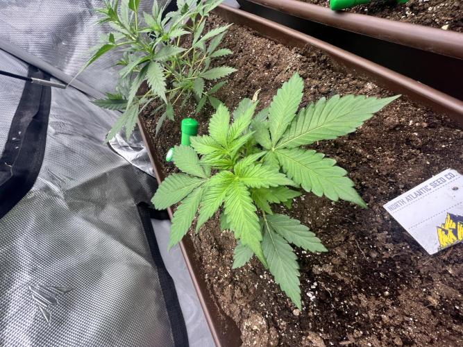 First indoor Auto Grow. Week 4