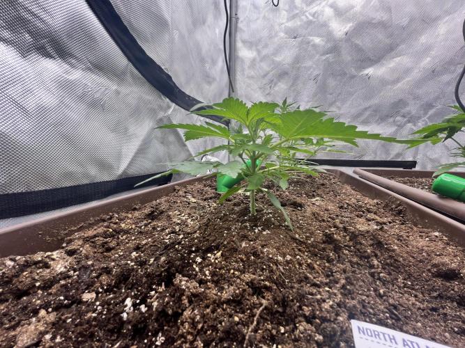 First indoor Auto Grow. Week 4