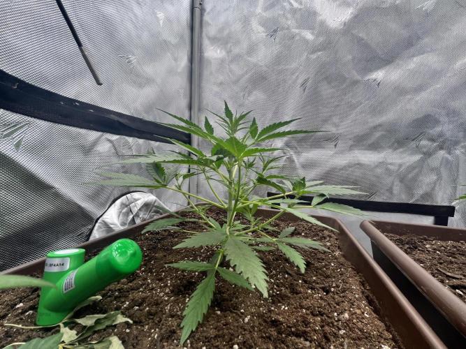 First indoor Auto Grow. Week 4