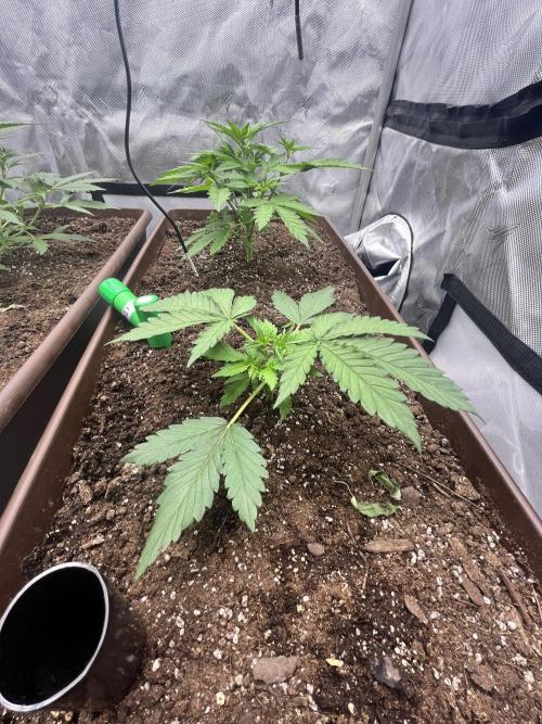 First indoor Auto Grow. Week 4