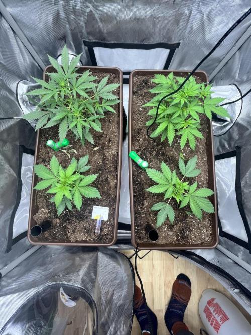 First indoor Auto Grow. Week 4